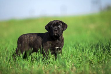 Şirin Puppy Cane Corso açık havada