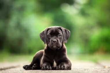 Şirin Puppy Cane Corso açık havada