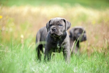 Şirin Puppy Cane Corso açık havada
