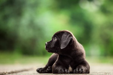 Şirin Puppy Cane Corso açık havada