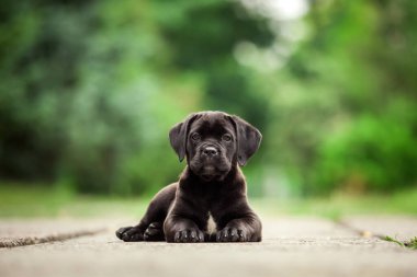 Şirin Puppy Cane Corso açık havada