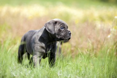 Şirin Puppy Cane Corso açık havada