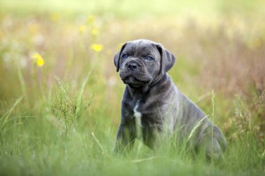 Şirin Puppy Cane Corso açık havada