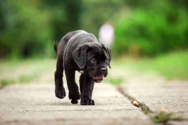 Şirin Puppy Cane Corso açık havada