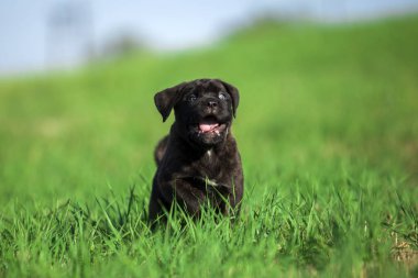 Şirin Puppy Cane Corso açık havada
