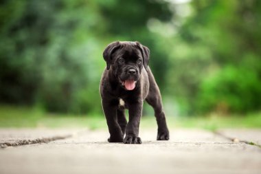 Şirin Puppy Cane Corso açık havada