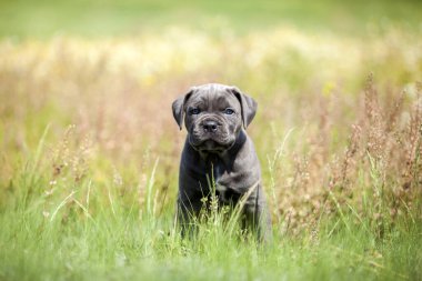 Şirin Puppy Cane Corso açık havada