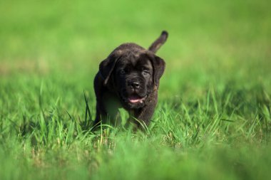 Şirin Puppy Cane Corso açık havada