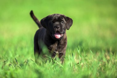 Şirin Puppy Cane Corso açık havada
