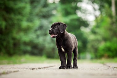 Şirin Puppy Cane Corso açık havada