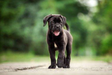 Şirin Puppy Cane Corso açık havada