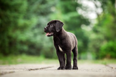 Şirin Puppy Cane Corso açık havada