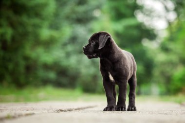 Şirin Puppy Cane Corso açık havada