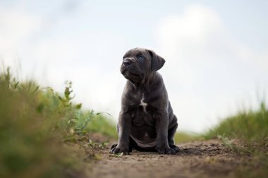 Şirin Puppy Cane Corso açık havada