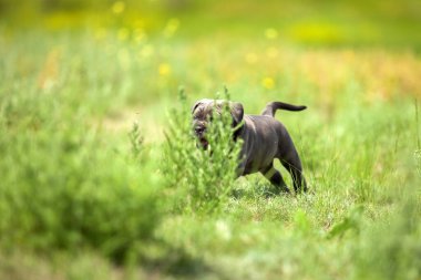 Şirin Puppy Cane Corso açık havada