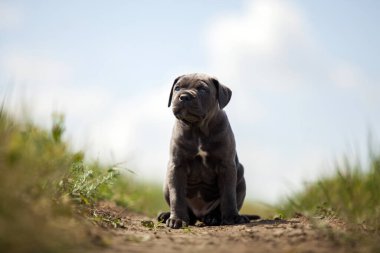 Şirin Puppy Cane Corso açık havada