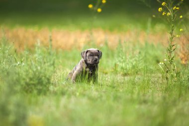 Şirin Puppy Cane Corso açık havada