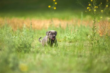 Şirin Puppy Cane Corso açık havada