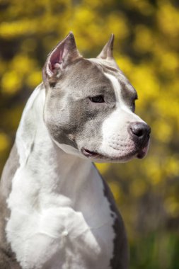 Pitbull 'un portresini kapat.