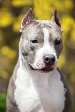 Pitbull 'un portresini kapat.