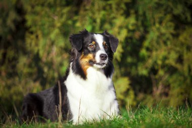 Amerikan çoban köpeği açık hava portresi