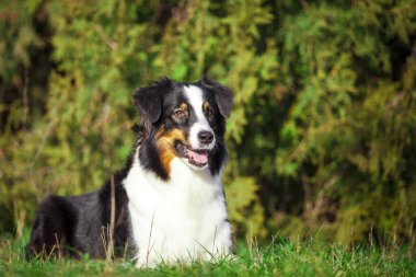 Amerikan çoban köpeği açık hava portresi