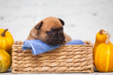 Hasır sepetteki köpek yavrusunu balkabaklarının yanına kapat.