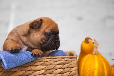 Hasır sepetteki köpek yavrusunu balkabaklarının yanına kapat.
