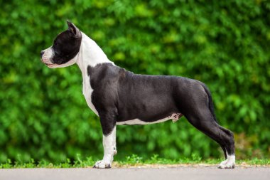 Pitbull 'un açık hava portresi