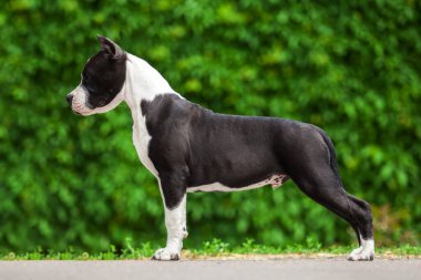 Pitbull 'un açık hava portresi