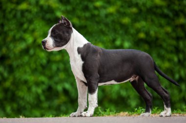 Pitbull 'un açık hava portresi