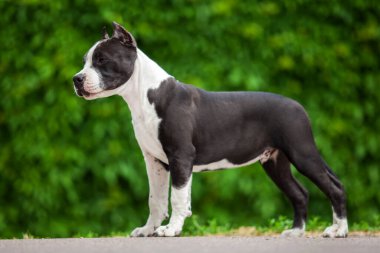 Pitbull 'un açık hava portresi