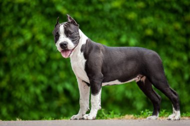 Pitbull 'un açık hava portresi