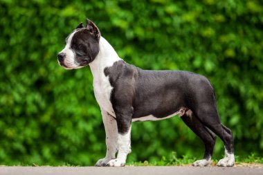 Pitbull 'un açık hava portresi