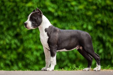 Pitbull 'un açık hava portresi