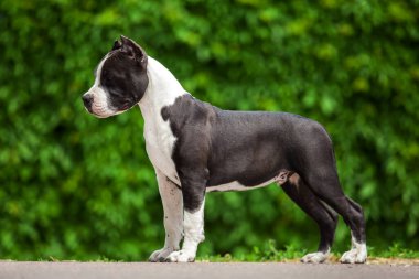 Pitbull 'un açık hava portresi