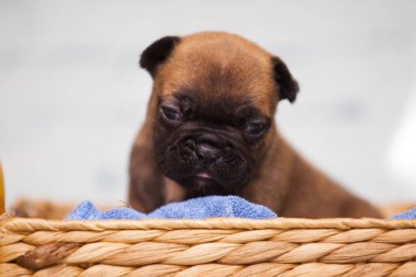 Hasır sepetteki köpek yavrusunu balkabaklarının yanına kapat.