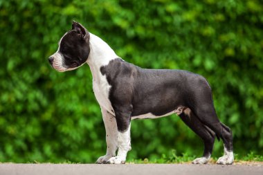 Pitbull 'un açık hava portresi