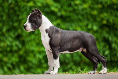 Pitbull 'un açık hava portresi