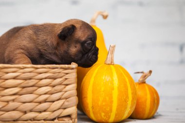 Hasır sepetteki köpek yavrusunu balkabaklarının yanına kapat.