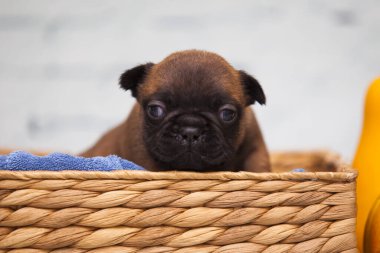 Hasır sepetteki köpek yavrusunu balkabaklarının yanına kapat.