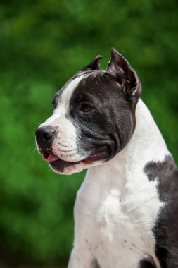 Pitbull 'un açık hava portresi 