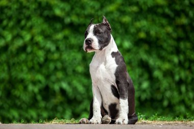 Pitbull 'un açık hava portresi 