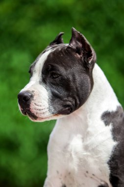 Pitbull 'un açık hava portresi 