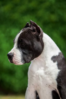 Pitbull 'un açık hava portresi 