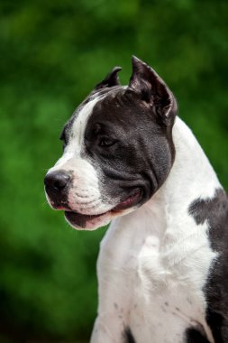 Pitbull 'un açık hava portresi 