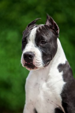 Pitbull 'un açık hava portresi 