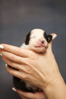 Avustralyalı çoban köpeği.