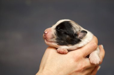 Avustralyalı çoban köpeği.