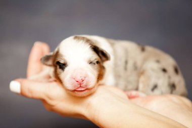 Avustralyalı çoban köpeği.